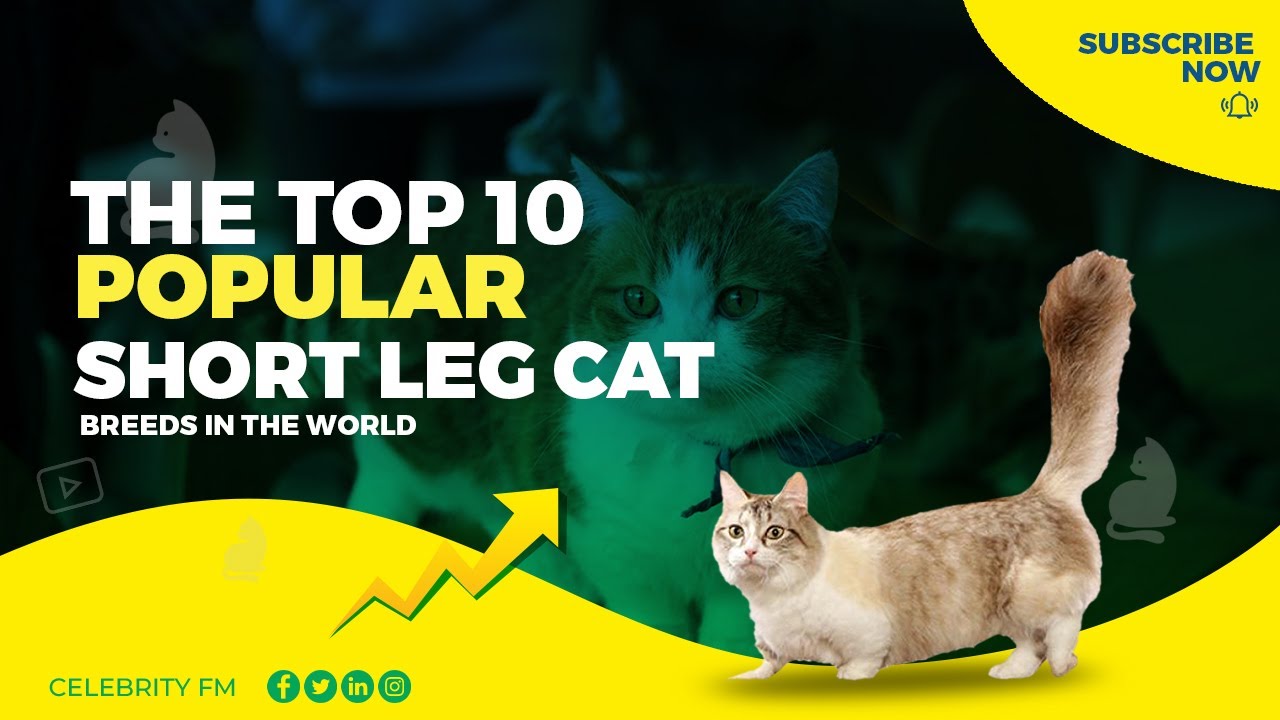 Cute of the Top 10 Cat Breeds with Short Legs