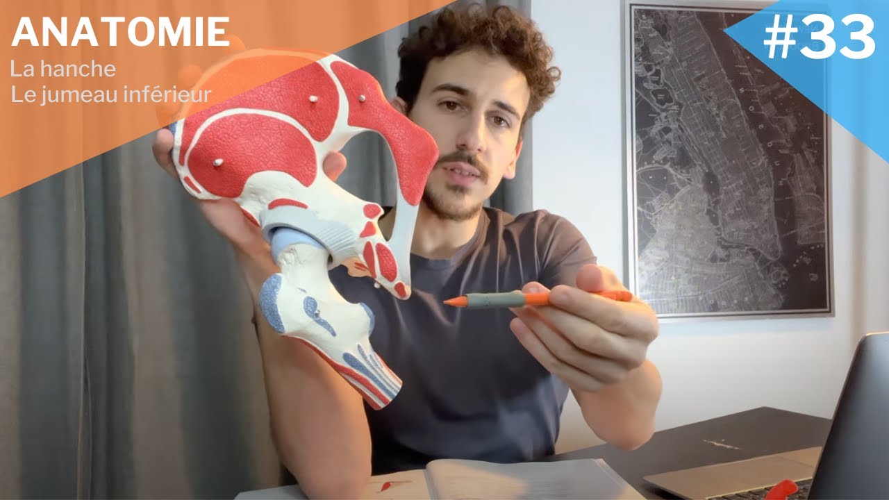 Myologie #33 : Le jumeau inférieur