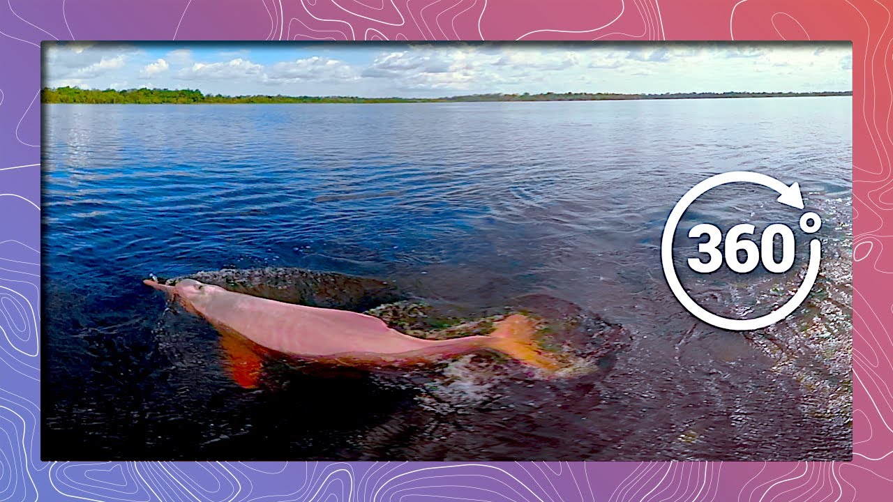 Amazon Pink River Dolphins from a Drone in 360 5K