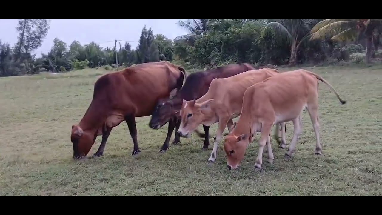 Video asli Petualangan Menggembala Sapi di Alam Terbuka!