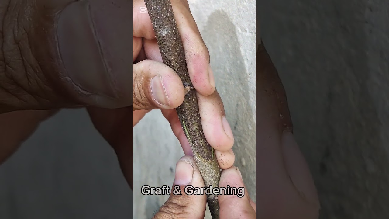 Fig Tree Grafting // Whip & Tongue Grafting.