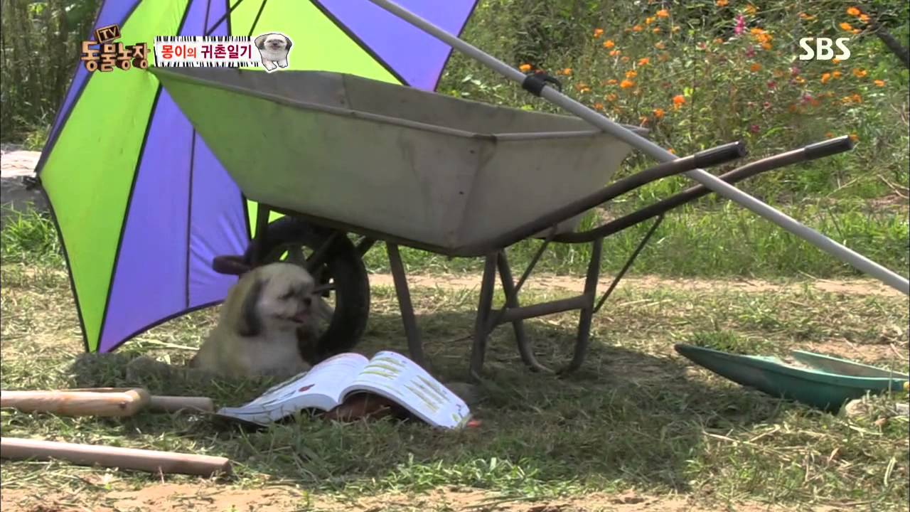 TV동물농장 130908 다시보기 #1(7)
