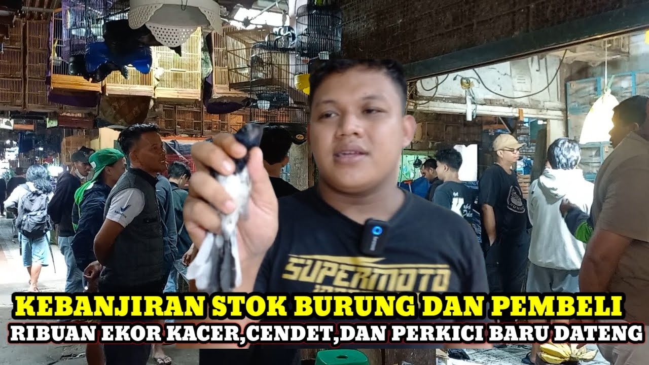 RIBUAN EKOR BURUNG BARU DATENG DIKIOS SENDI PASAR BURUNG PRAMUKA TERBARU HARI INI