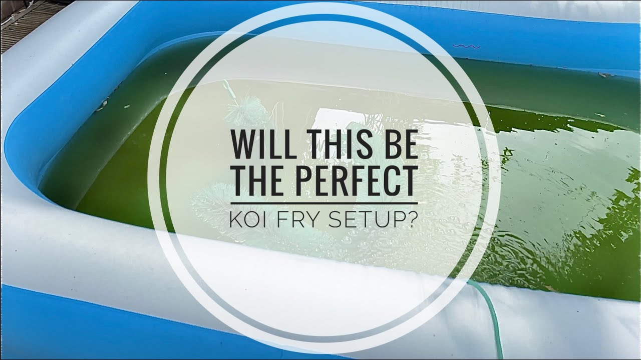 My Low Maintenance Koi Fry Setup