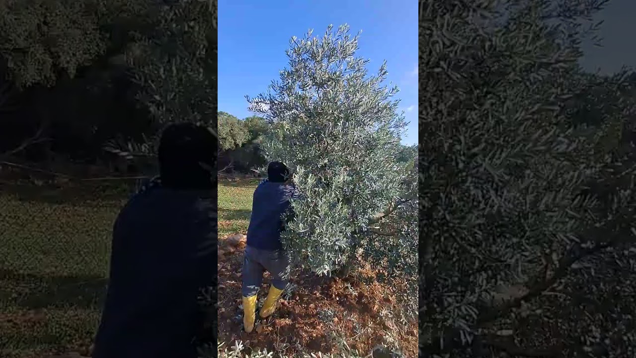 Zeytin ağaçlarında 10 yaş şekil budaması 