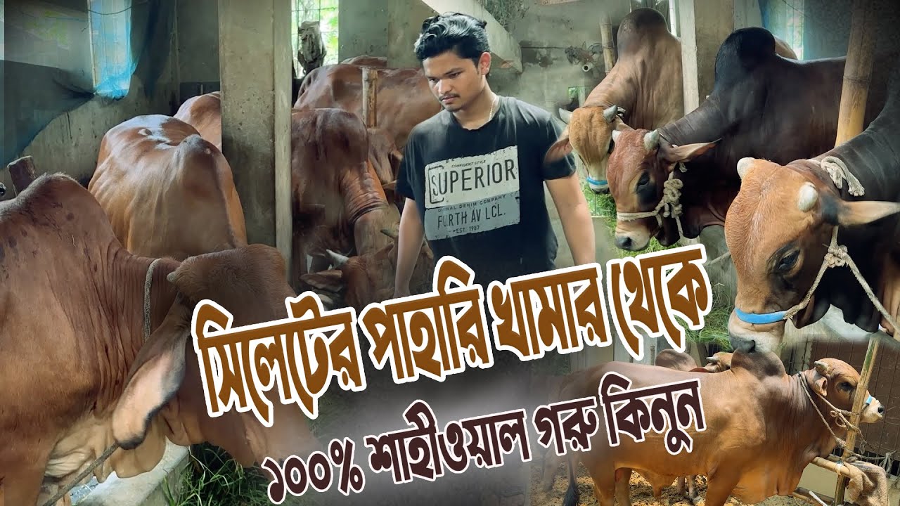 সিলেট বাসির জন্য সুখবর। সম্পুর্ন প্রাকৃতিক কোরবানির গরু পাবেন সিলেটেই। Biggest Cow Farm Sylhet.