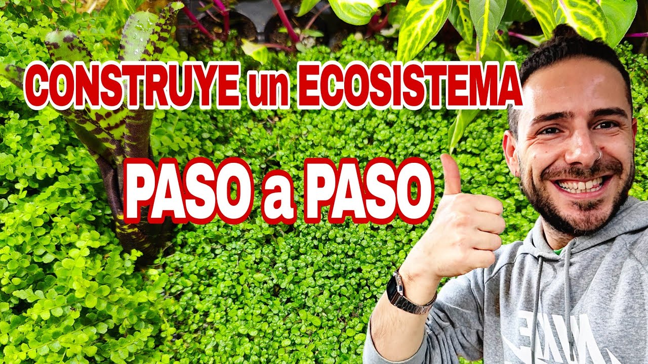 ECOSISTEMA// Construcción y decoración TERRARIO BIOACTIVO// BIOTOPO de RAICE y LIANAS