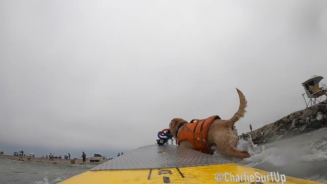 Surfing dog fun Charlie Surfs up