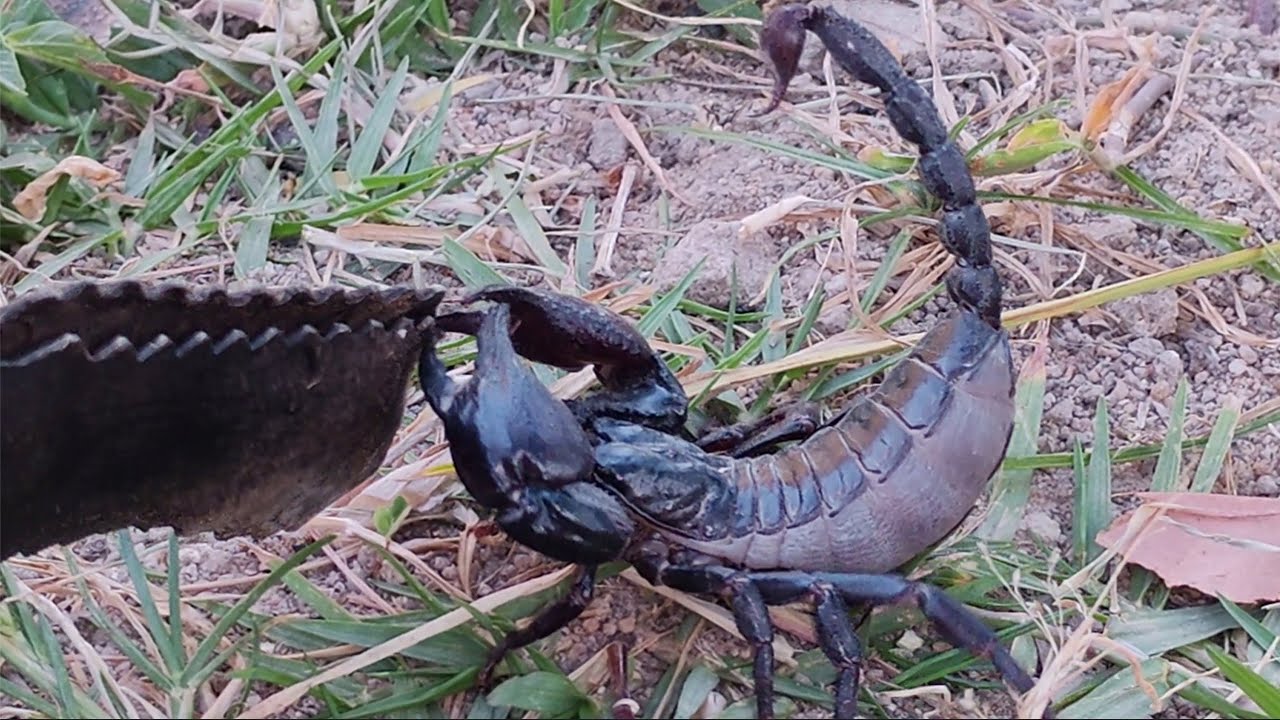 A scorpion was caught, its belly was big, almost like a baby