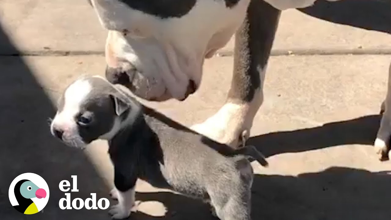 Este cachorrito es enano comparado con su hermano GIGANTE | El Dodo