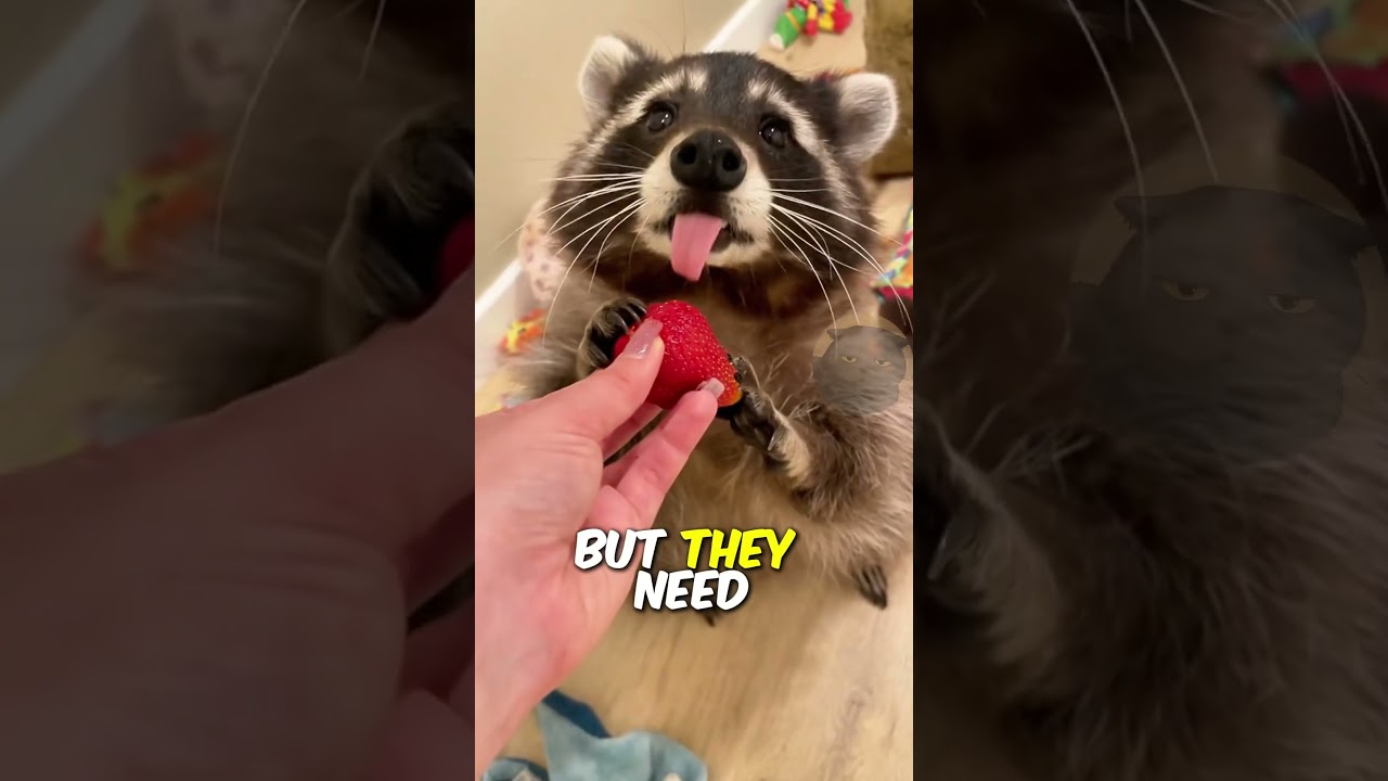 Can raccoons be pets?