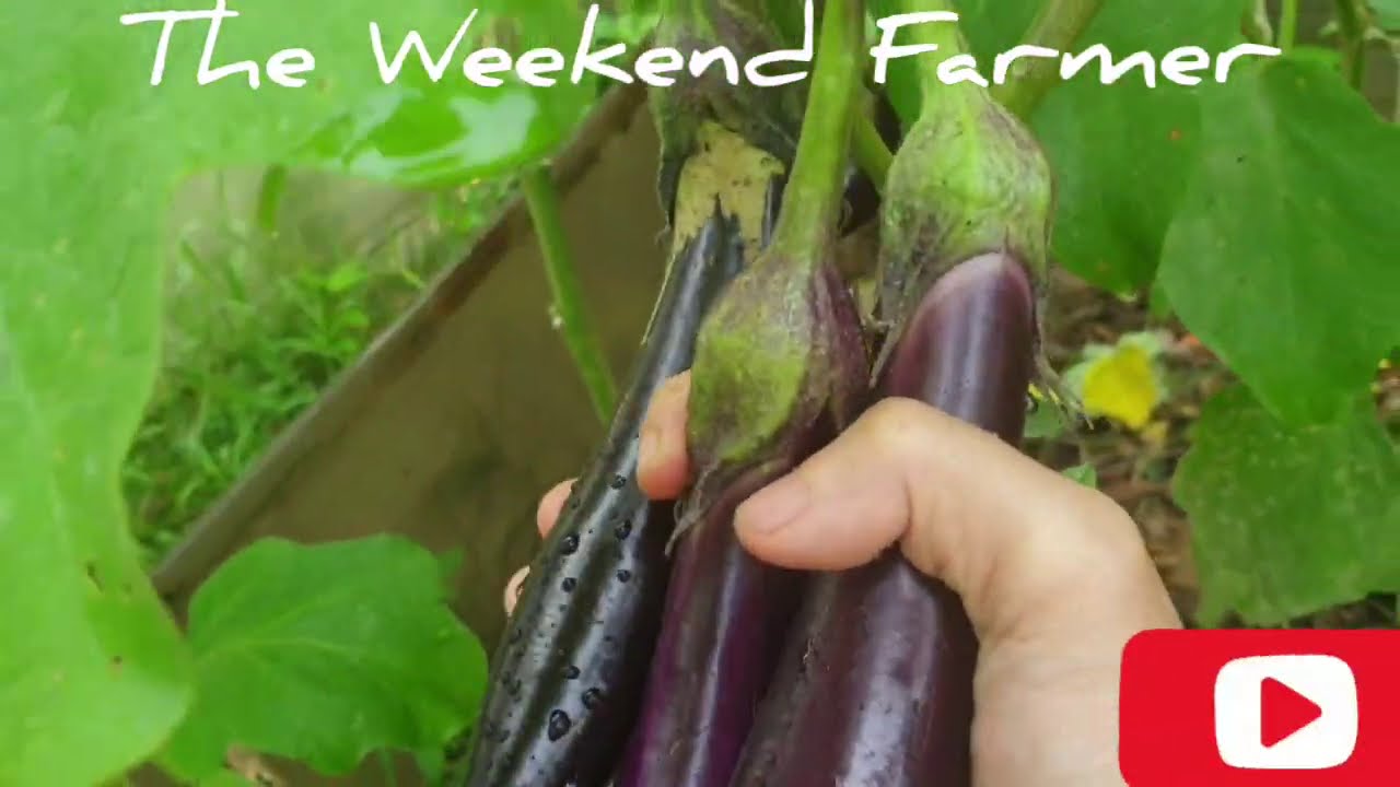 Harvesting Eggplants!