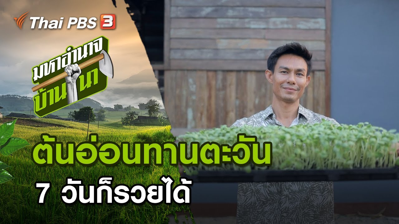 ต้นอ่อนทานตะวัน 7 วันก็รวยได้ : มหาอำนาจบ้านนา (2 พ.ค. 64)