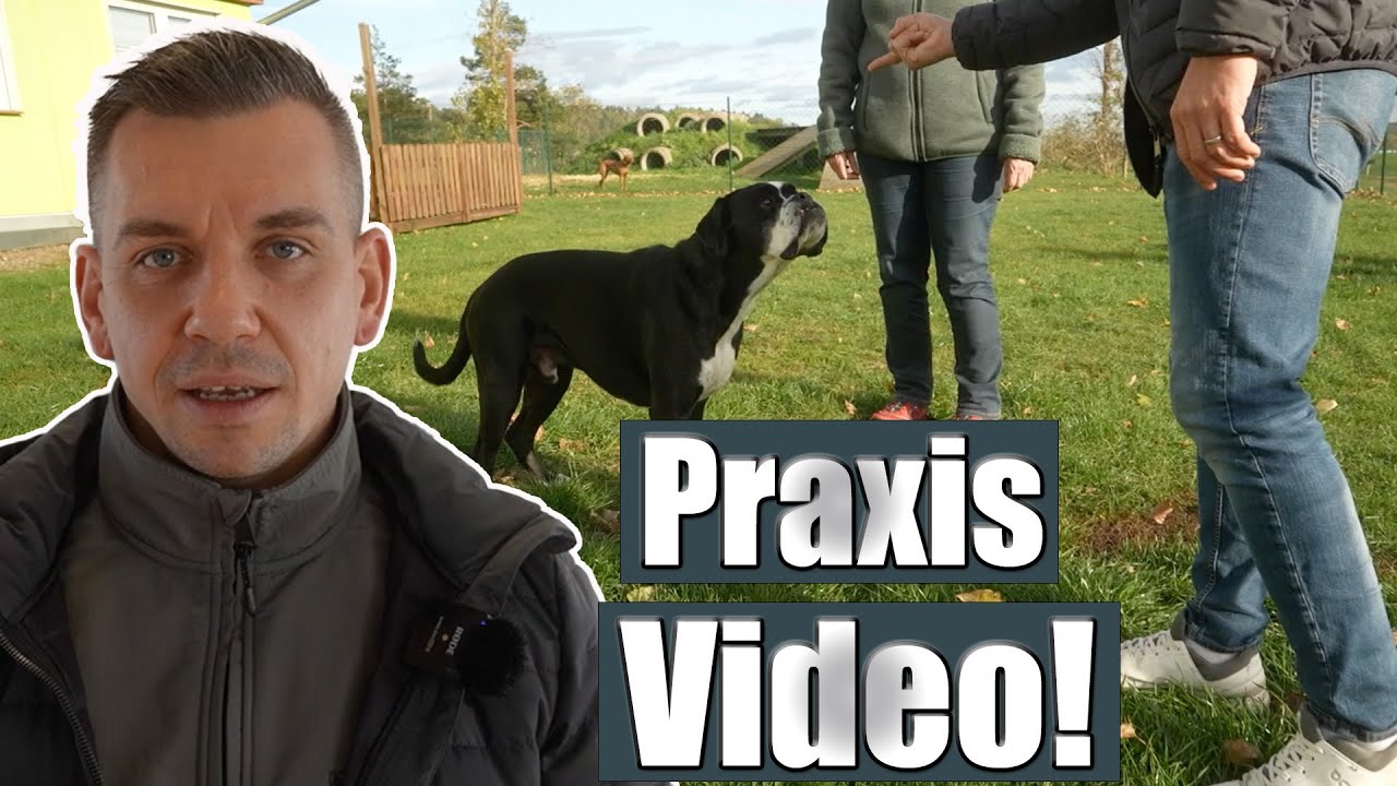 Hund körpersprachlich führen - OHNE Kommandos und Formalismus