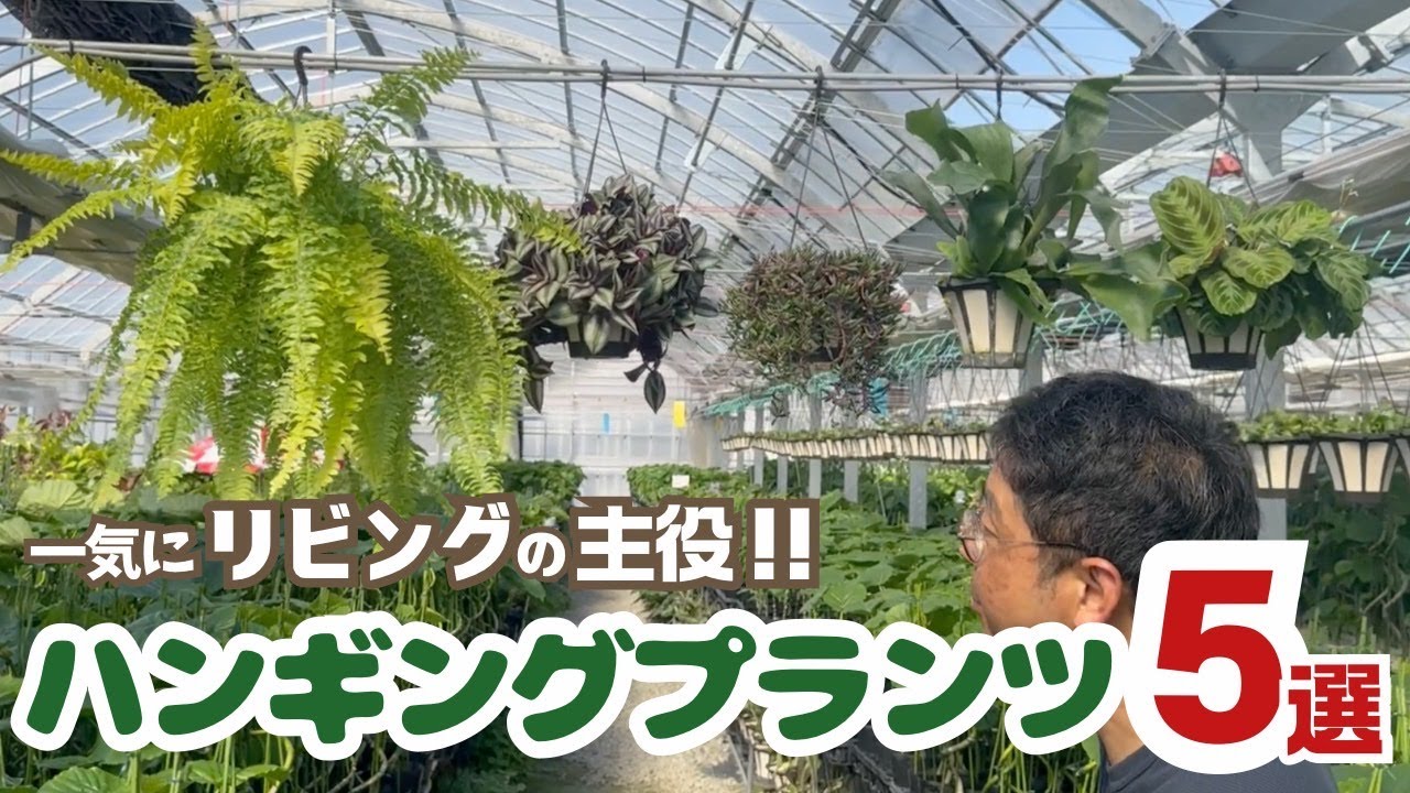 一気にリビングの主役に！ハンギングプランツ５選【観葉植物】