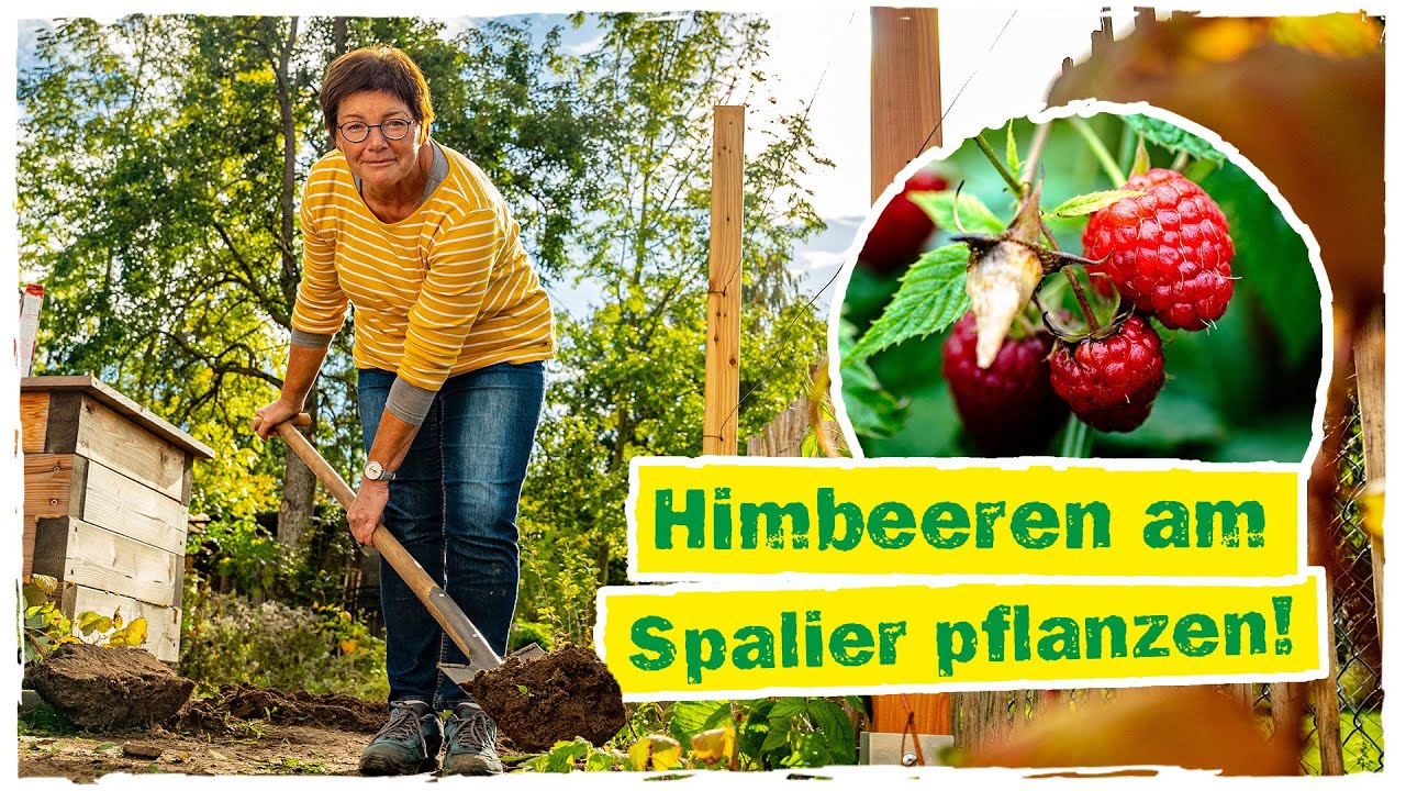 HIMBEEREN PFLANZEN: Tipps & Tricks zum Pflanzen und Pflegen im Herbst 👩‍🌾