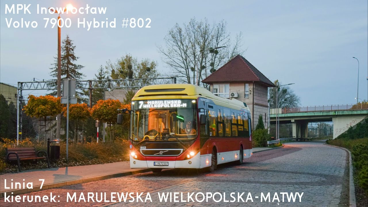 🚌Volvo 7900 Hybrid #802 🔑MPK Inowrocław 📟7➡️MARULEWSKA WIELKOPOLSKA-MĄTWY