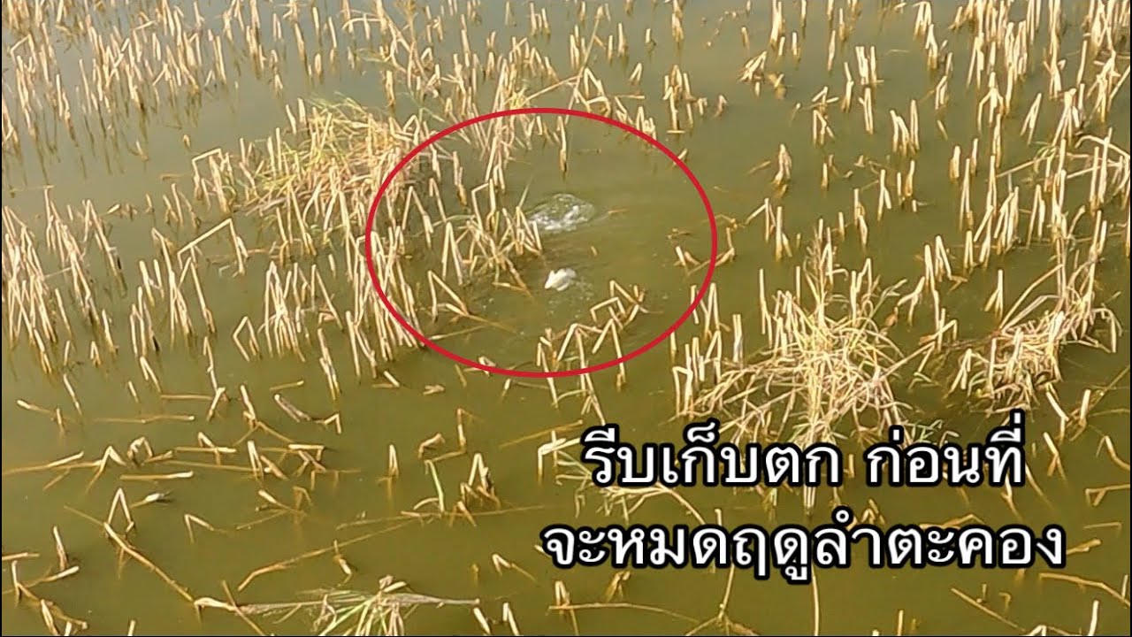 ลุยปลาค้างวัง รีบเก็บตก ก่อนหมดฤดู
