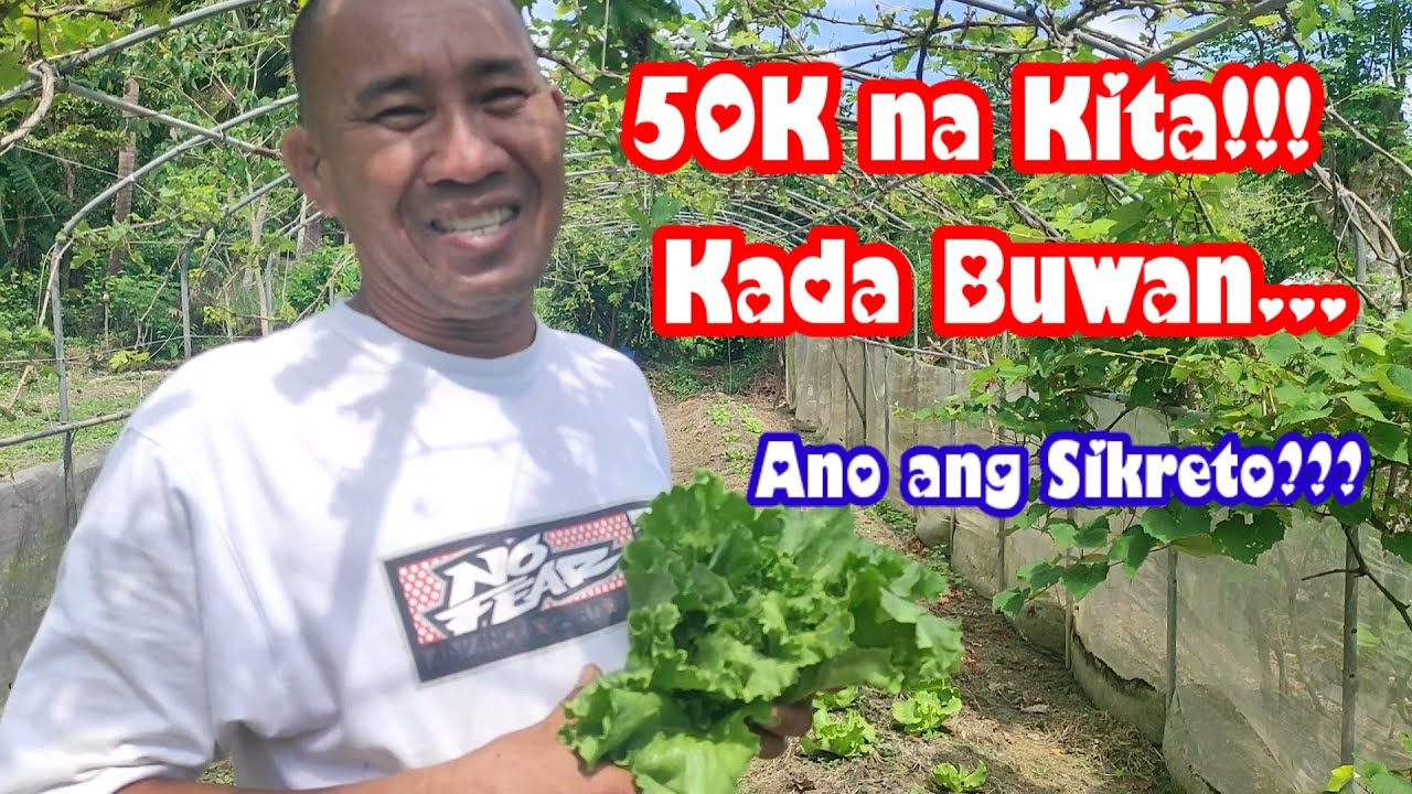 50K na Kita Kada Buwan! | Sa Pagtatanim ng Organic Lettuce... | Ano ang kanyang Sikreto?
