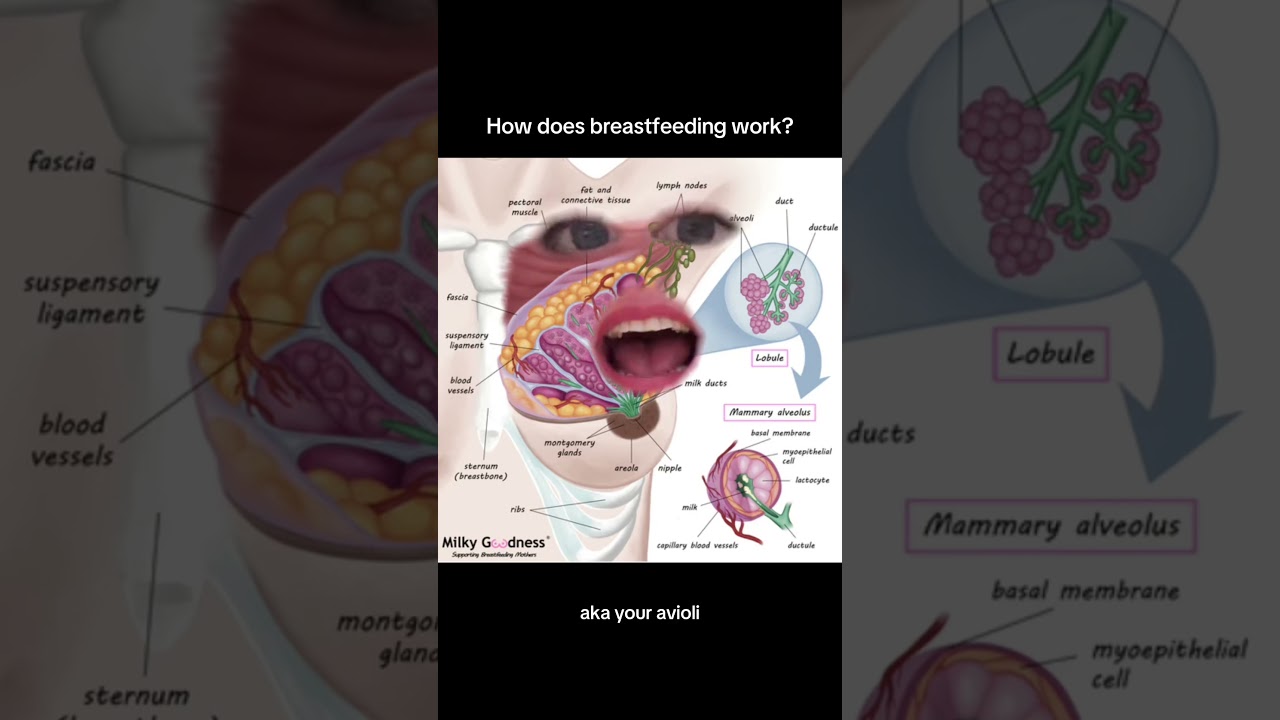 How Breastfeeding works: Prolactin and Oxytocin  #breastfeedingsupport #breastfeedingtips