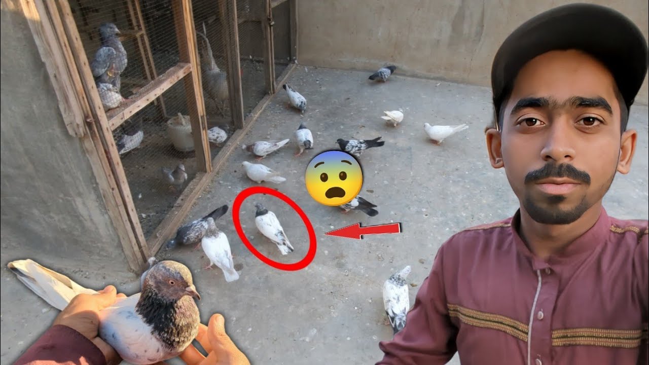 1 Hafta Sa Ghoum Rhi Kabootari Pkra Li😨 || New Kabootar Utarta Hi Sab Nur PagalHo Gea😄. 