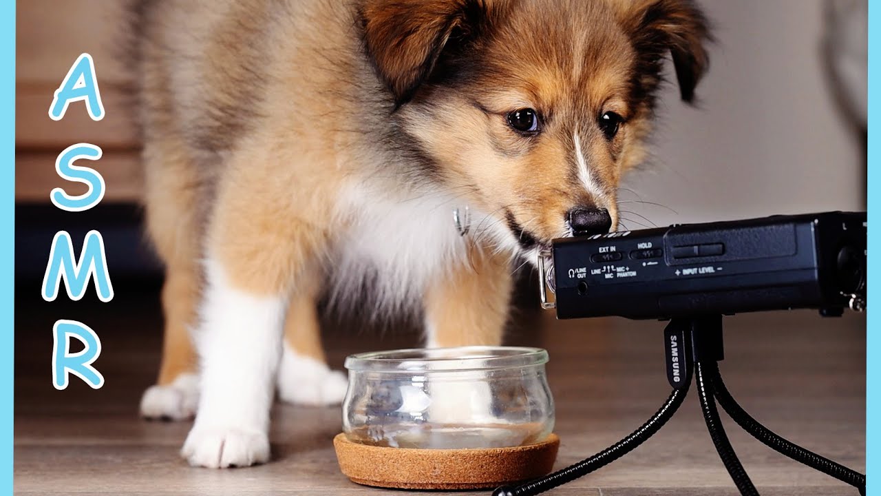 ASMR Cute Puppy Drinking Milk 8-12 weeks 🍼  No talking Satisfying Sounds