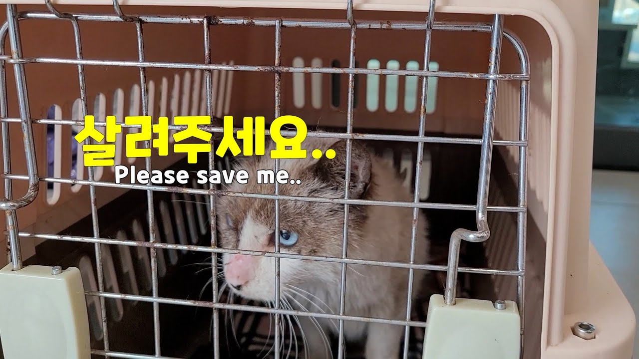 ENG | 가장 짠하고 고단한 버림받은 시골고양이 🐱🏡⛰️#길고양이#A sick stray cat that lost its owner#281