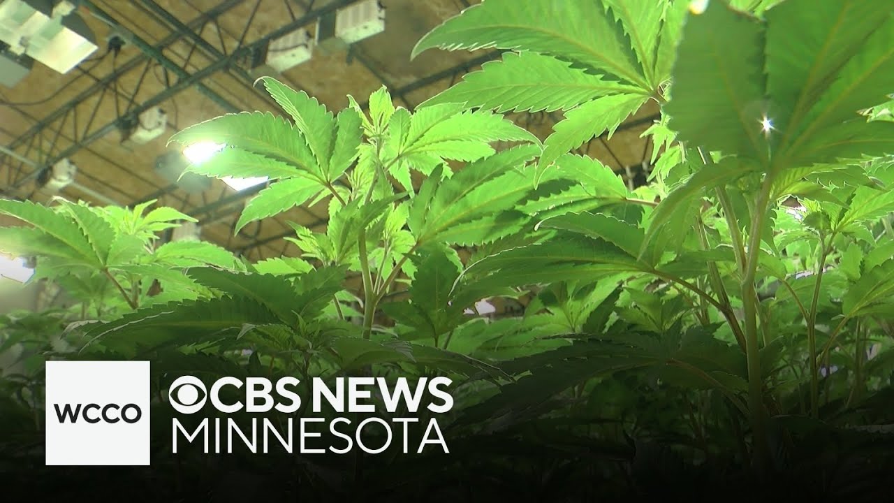 Amid Minnesota's cannabis market rollout, few licensees have greenlight