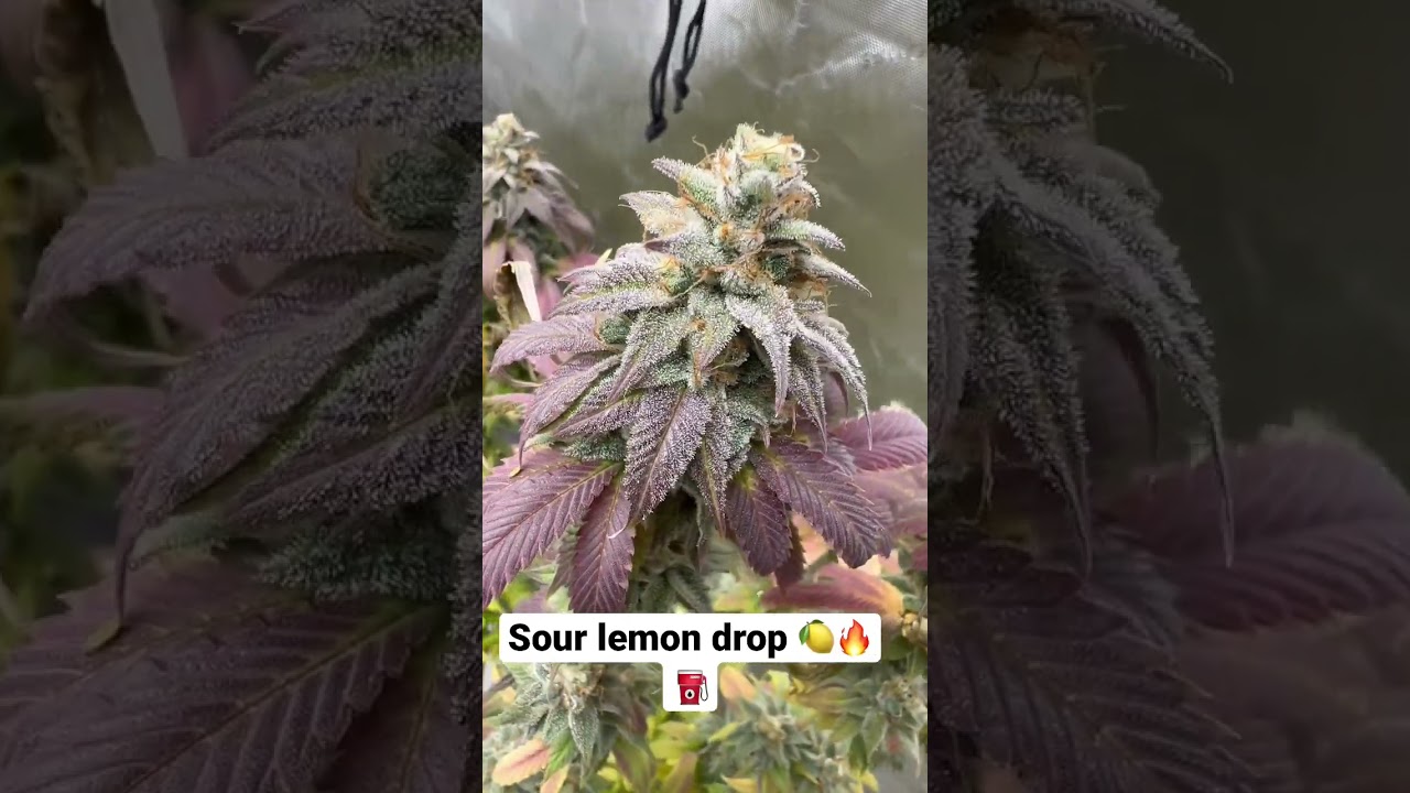 Sour Lemon Drop ..Definitely lives up to its name #garden #howtogrow #plants #cannabis