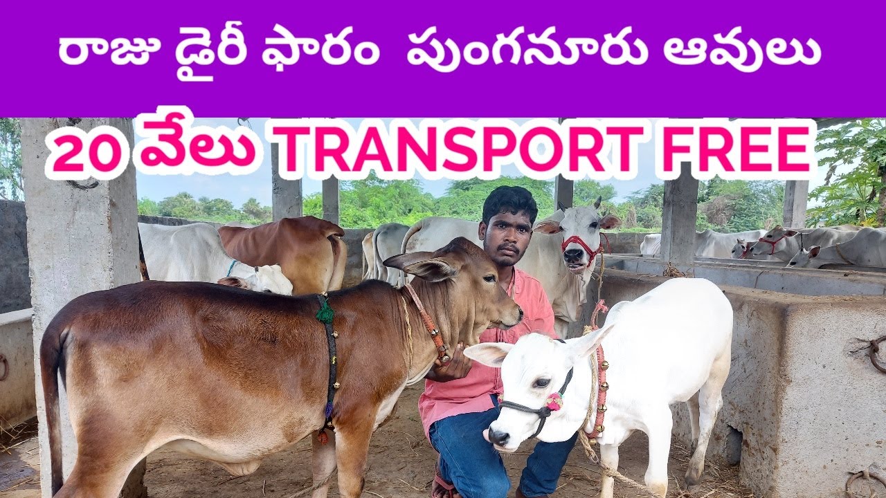 Punganur cows  RAJU  DAIRY FARM
