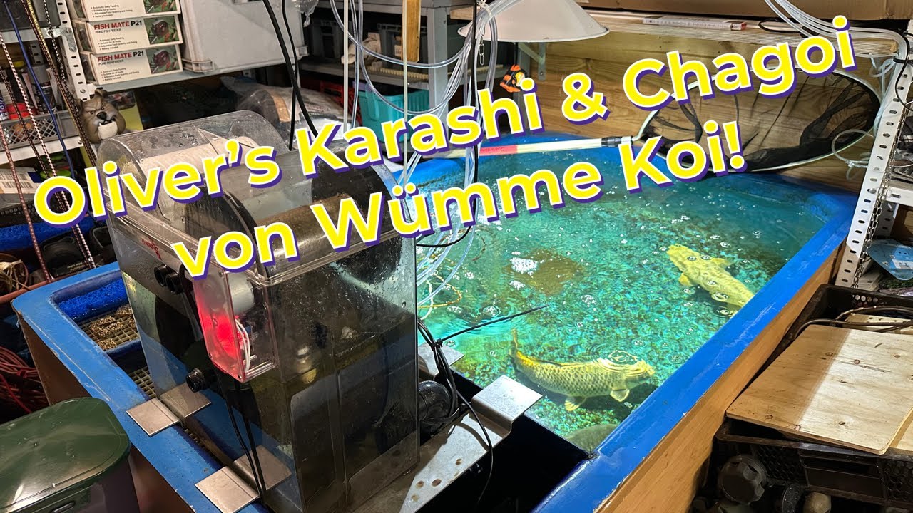 Wümme Koi Karashi & Chagoi in Oliver‘s Quarantäne. Wieviel Wachstum war drin?!