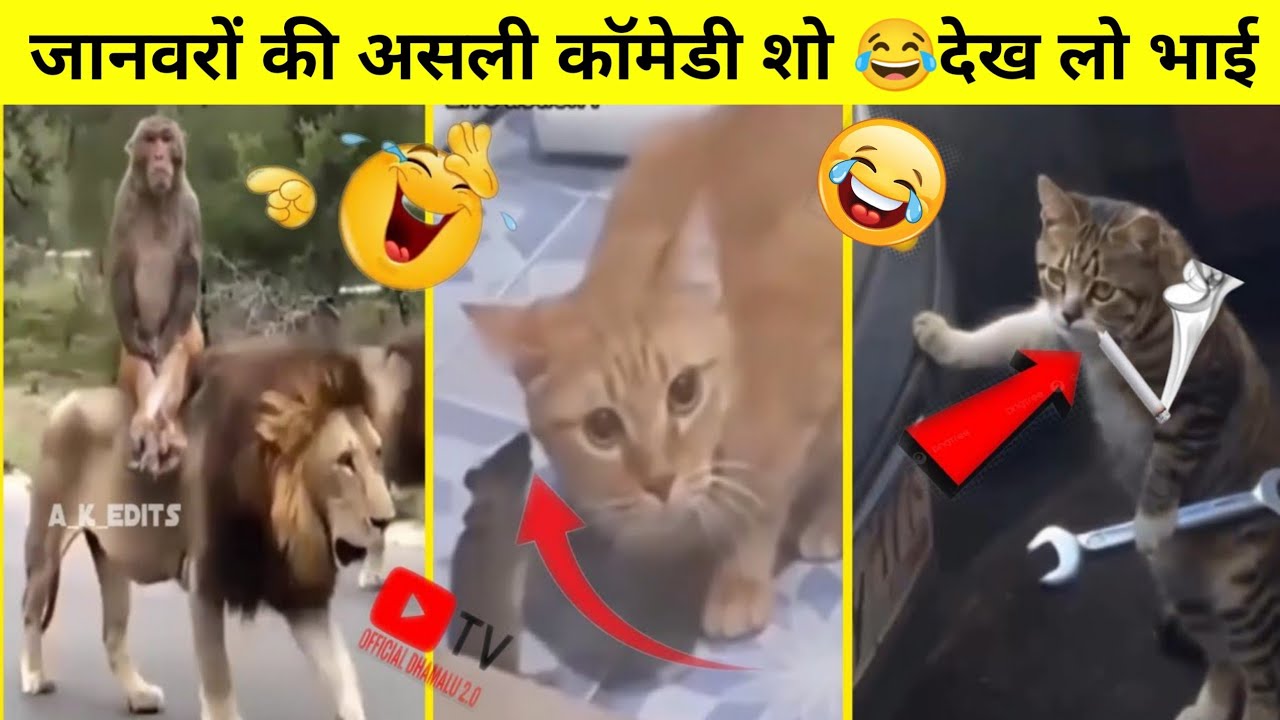 जानवरों की असली कॉमेडी शो 😂देख लो भाई | Funny Animals videos | Funny Monkey | Funny Cat