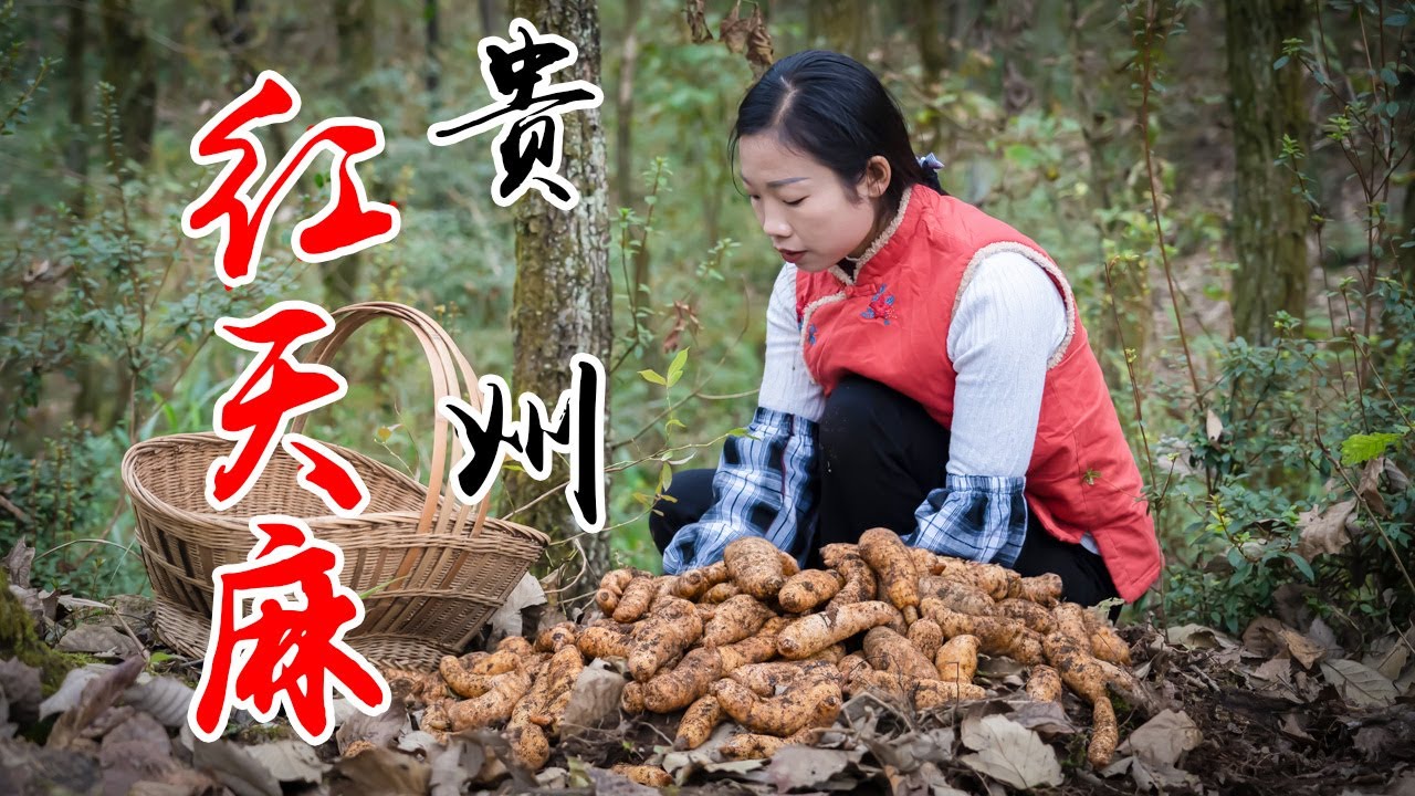 Use red gastrodia medicinal herbs  to make Chinese food | 没有叶子没有根的食材，胖嘟嘟的身体全身都是宝 |红天麻【野小妹 wild girl】