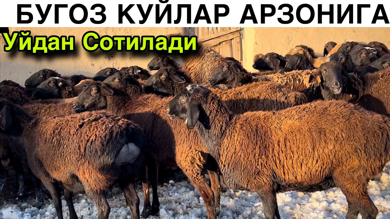Егаларидан Олинг!☎️+998 99 126 9320