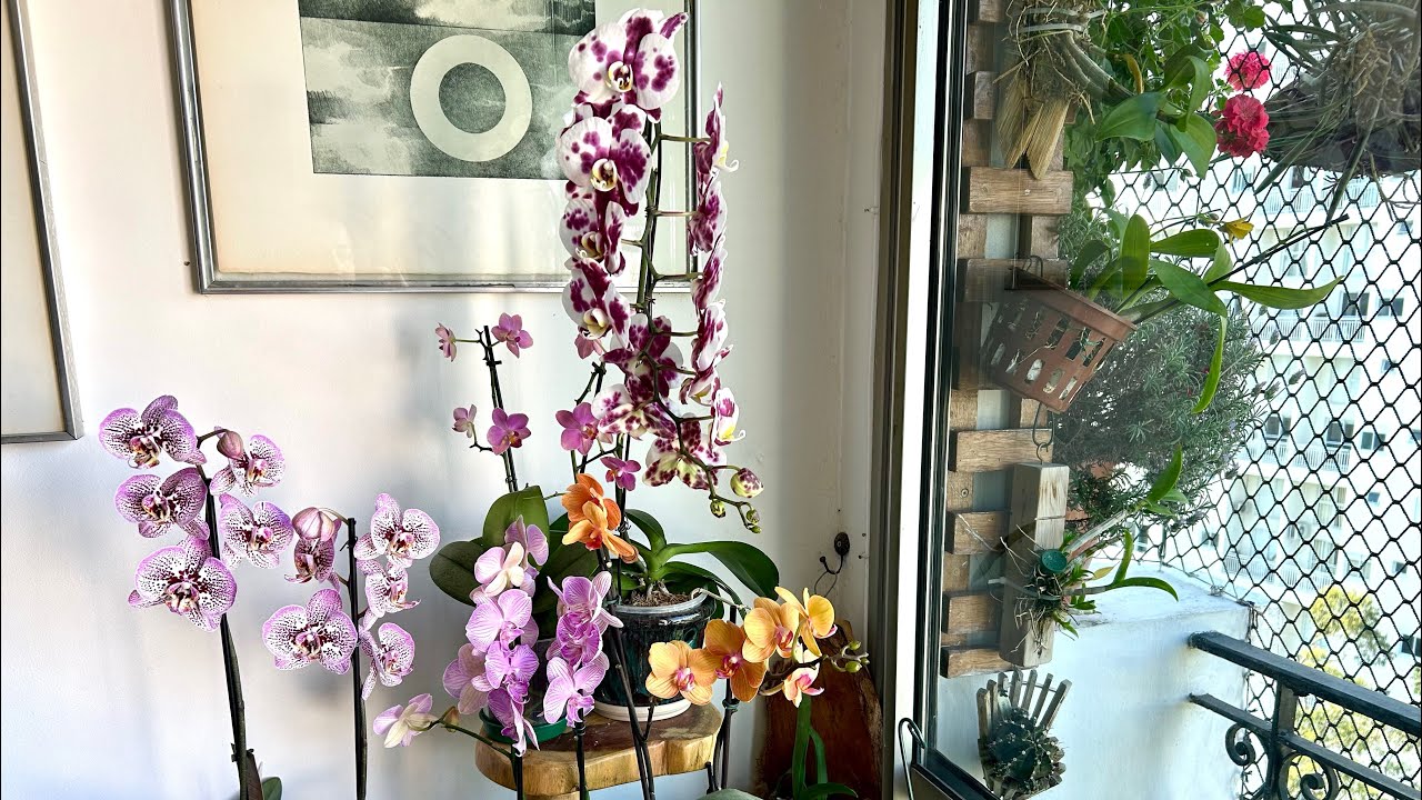 Phalenopsis no tour de apartamento feito dia 30/11/2025
