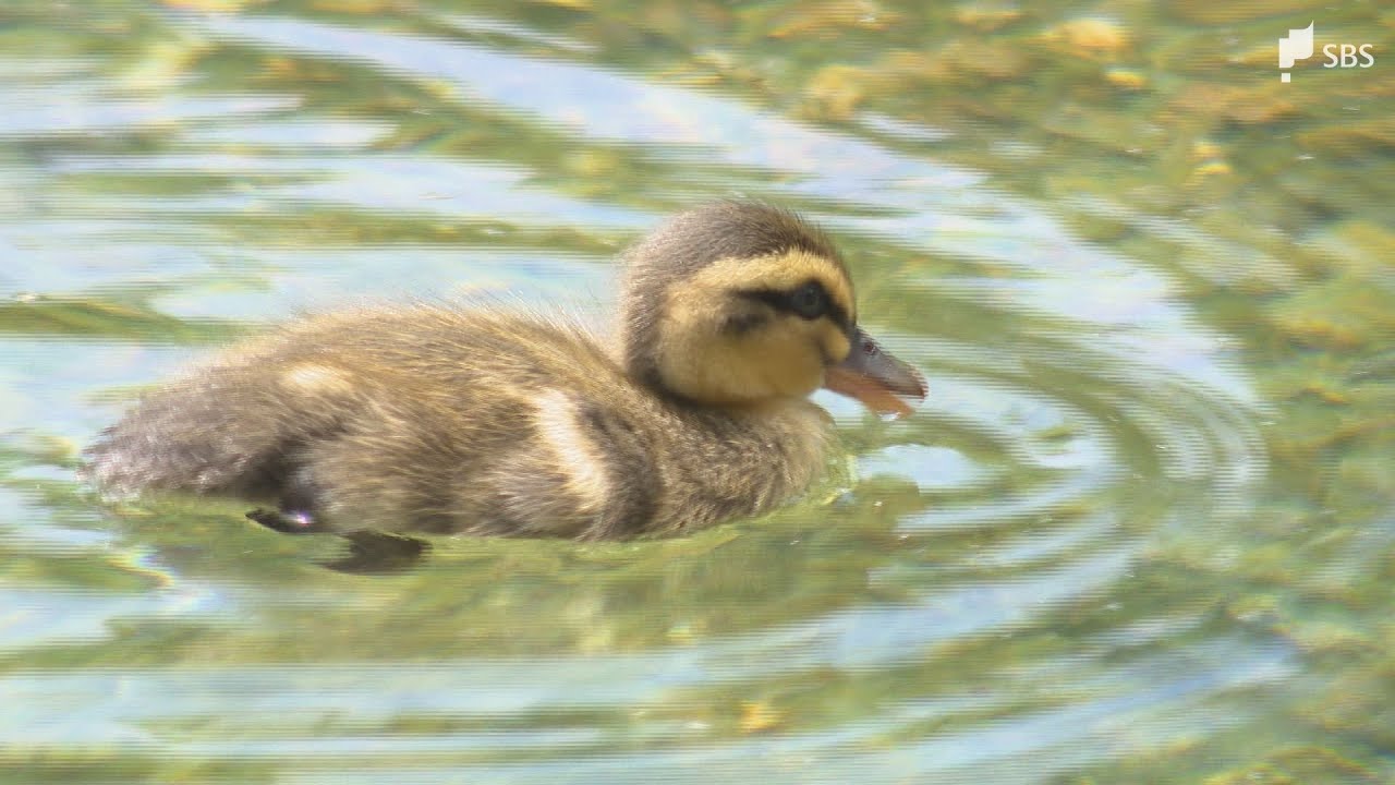 カルガモの赤ちゃんが静岡市の城北公園に 毎年5月から6月の風物詩...母鳥を懸命に追いかける