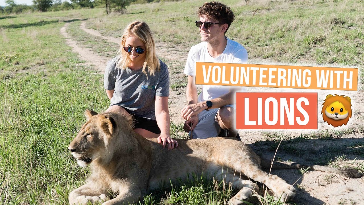 Unforgettable Experience in Zimbabwe 🦁