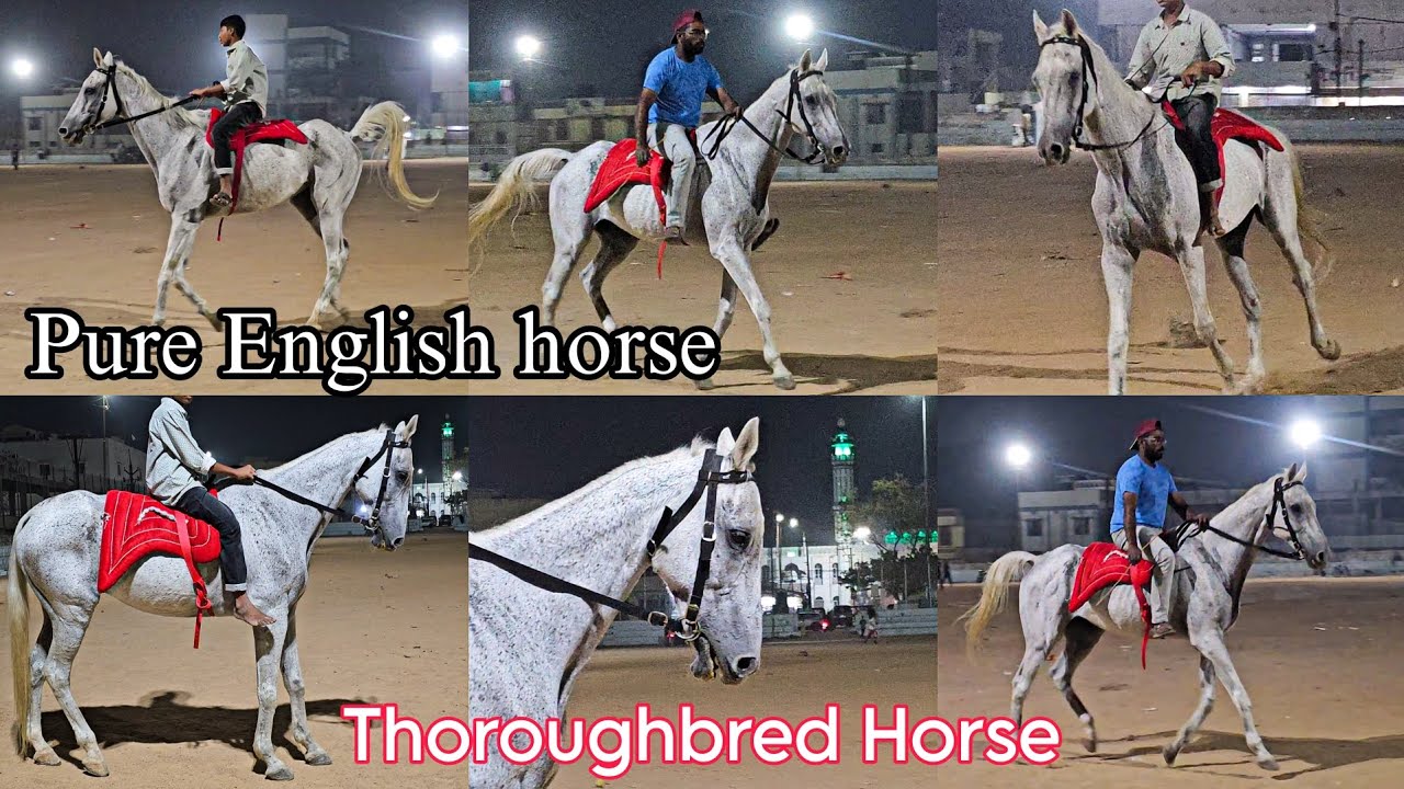 Sabse sasta full height ka ghoda | Thoroughbred Horse | Pure English horse 