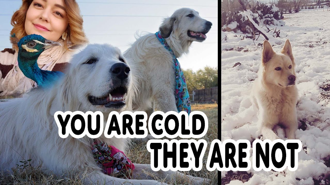Dogs CAN Live Outdoors, Even in Winter
