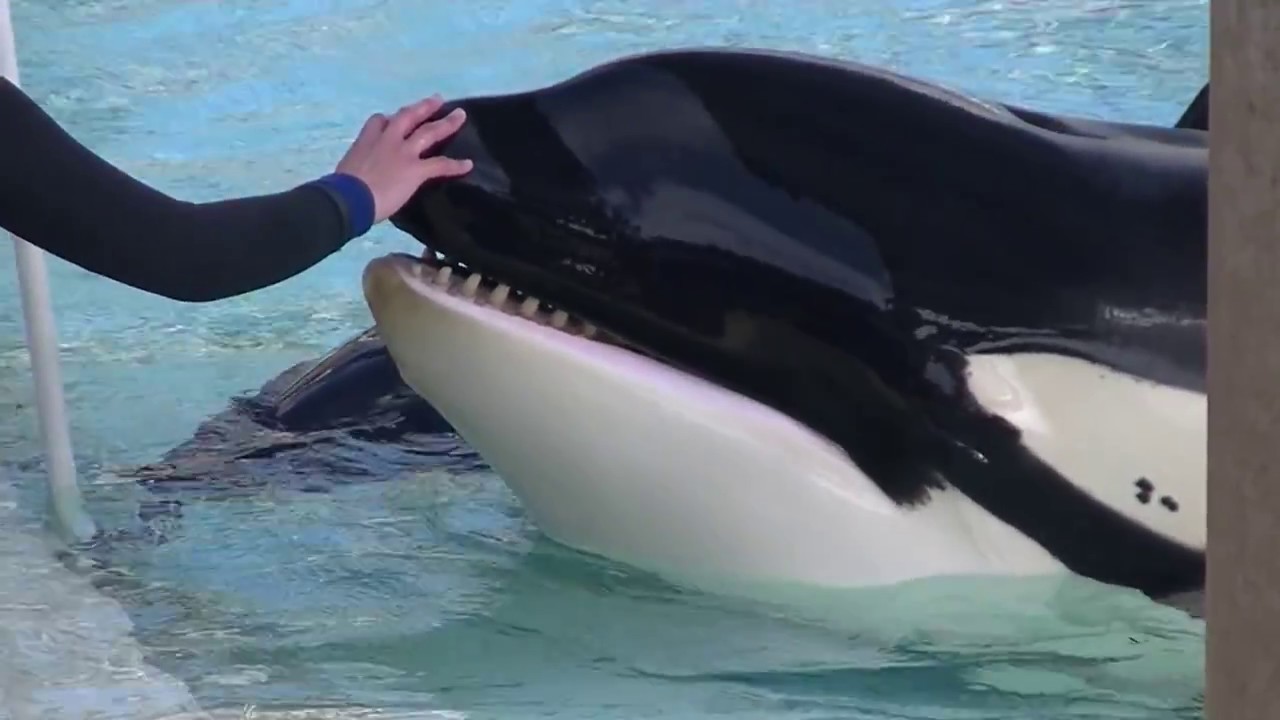 Kalia & Amaya at Medpool - Apr 24 2015 - 3 of 3 - SeaWorld San Diego