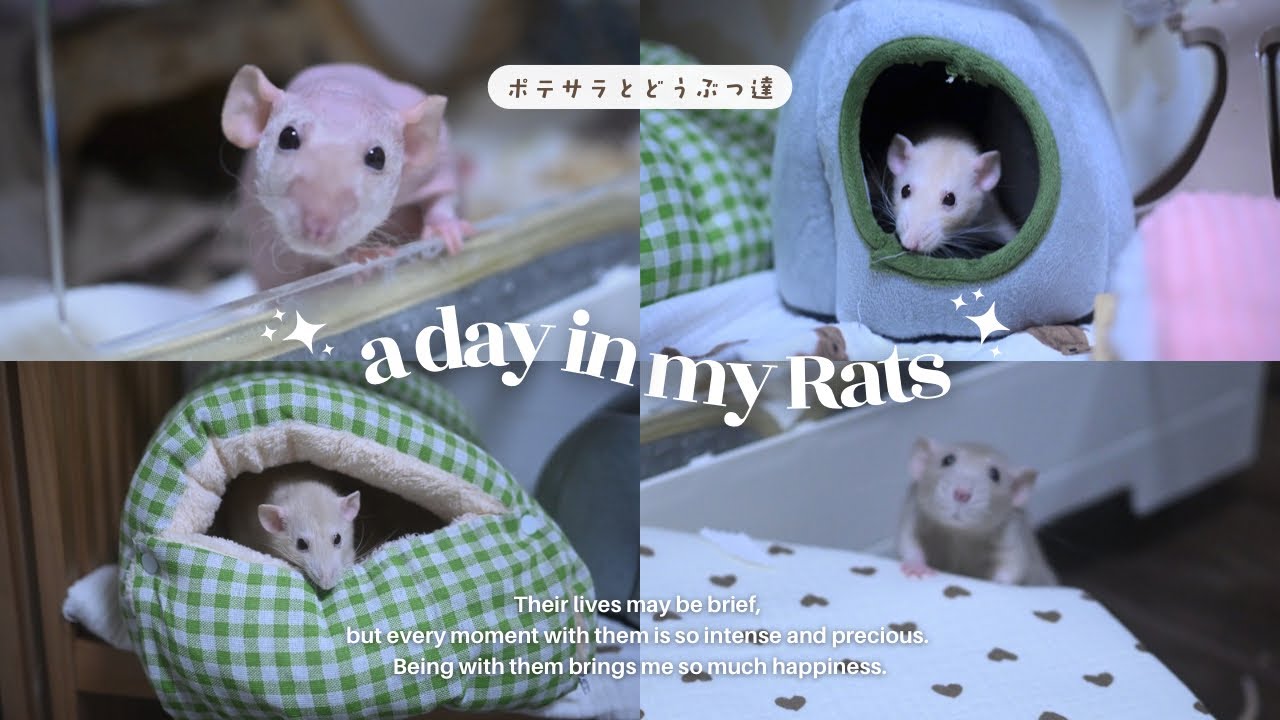 ムギ・ショコラ・モカ