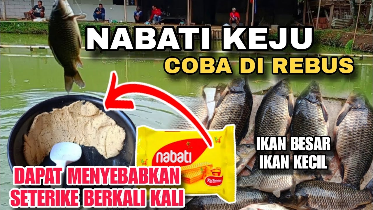 BUKAN SUSAH MAKAN, TAPI KELAPARAN ‼️ IKAN MAS KAYA GAK MAKAN BER TAHUN TAHUN // UMPAN IKAN MAS JITU