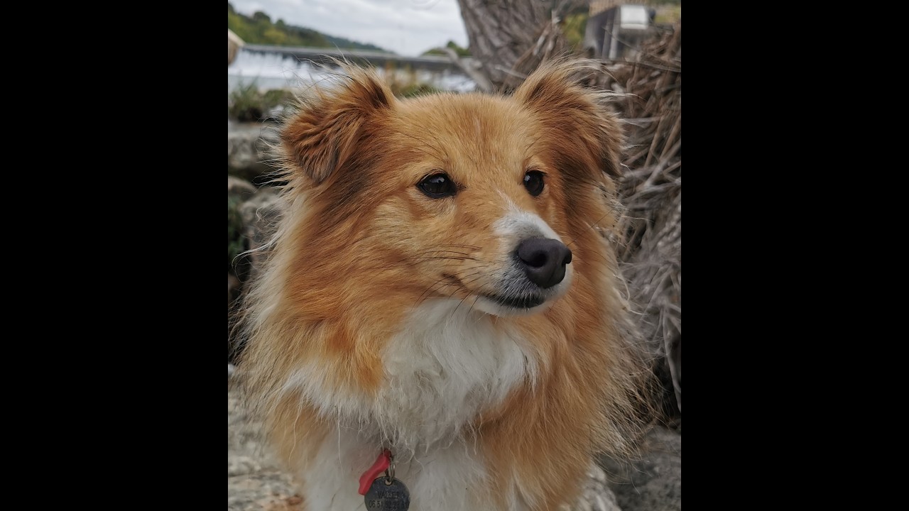 Bande annonce du club d'éducation canine de Thoirette