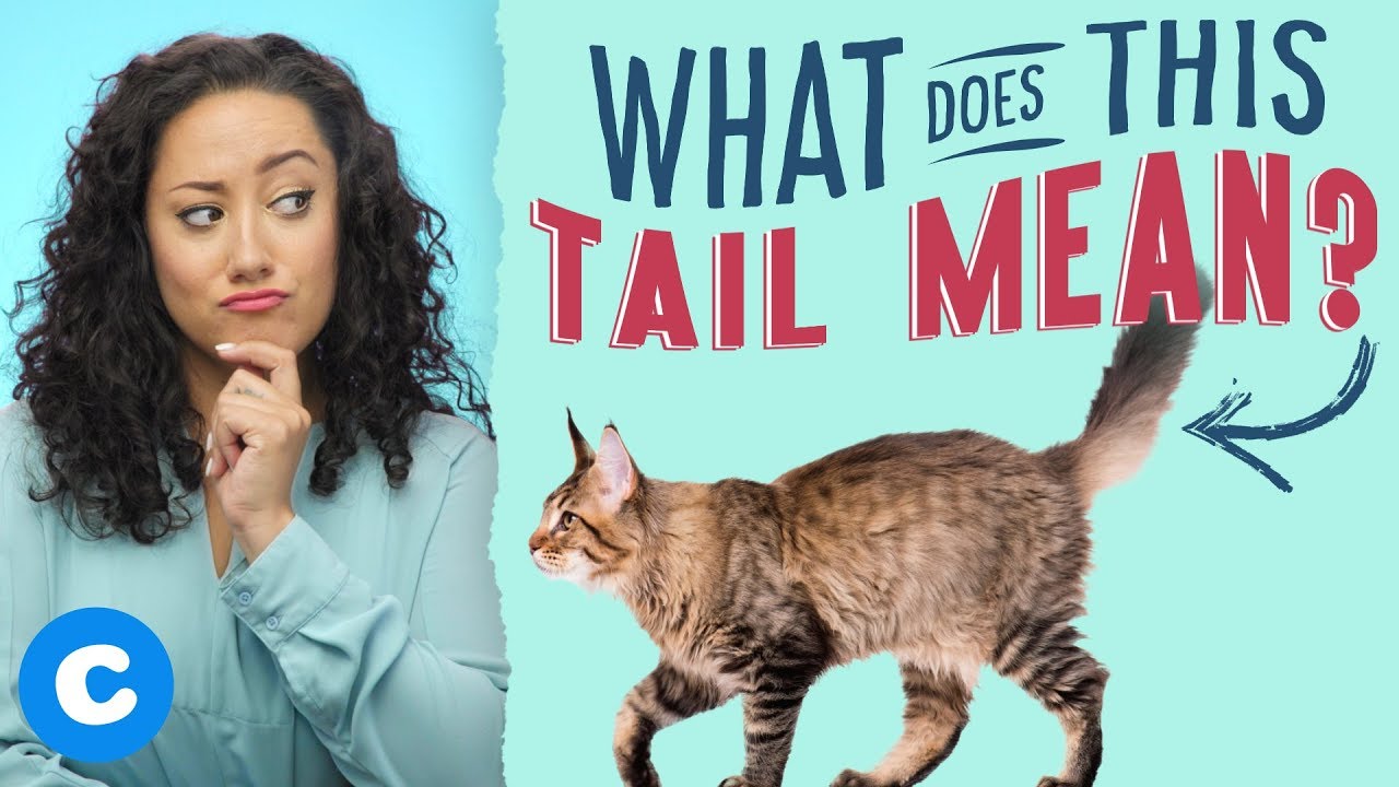 Cat's Tail Meaning: What Your Cat's Tail Says About Her Mood | Chewy