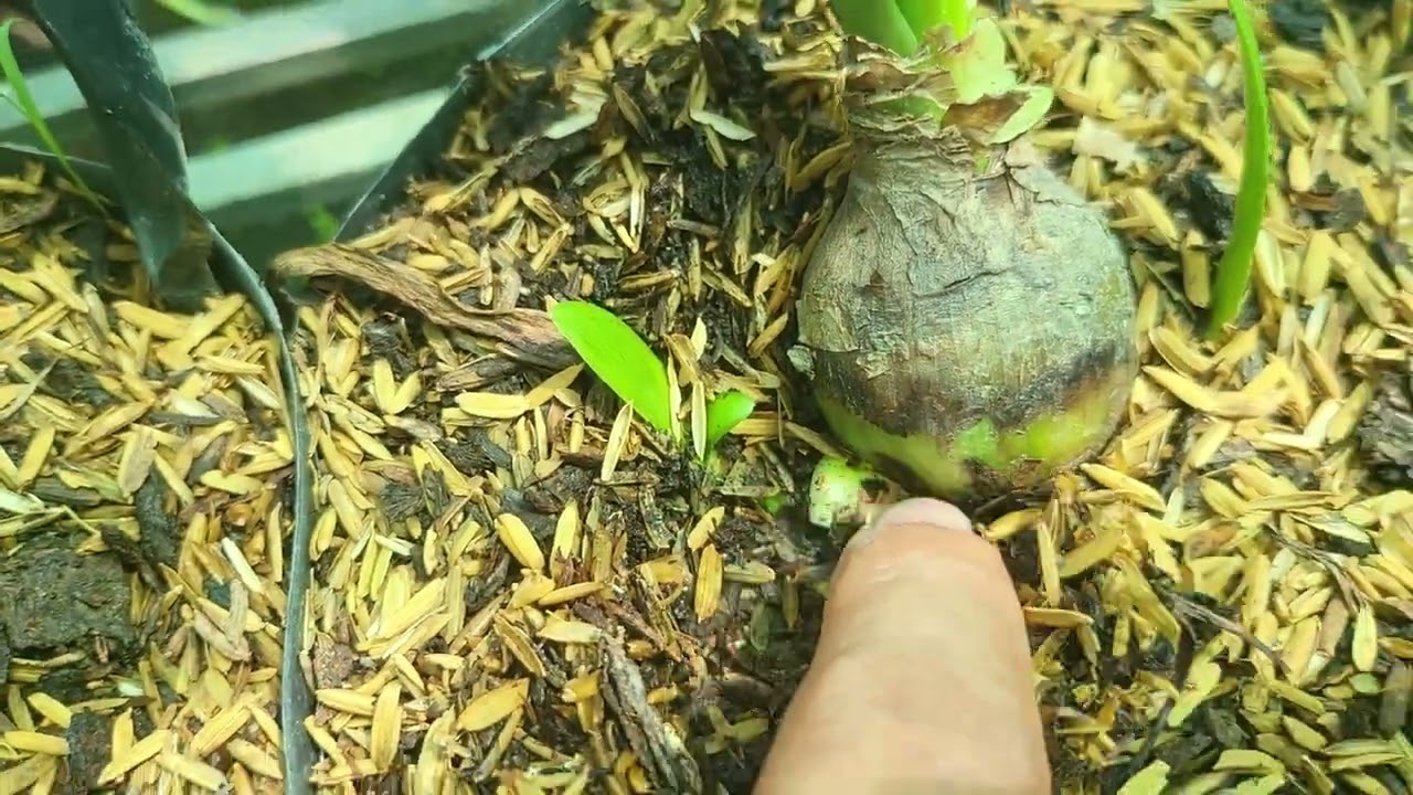 Lựa chọn nghề, lựa chọn niềm vui với lan huệ...