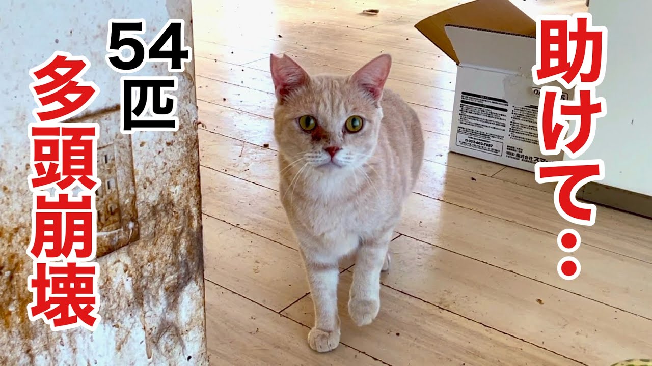 【多頭飼育崩壊】野良猫の保護活動の限界の先には‥