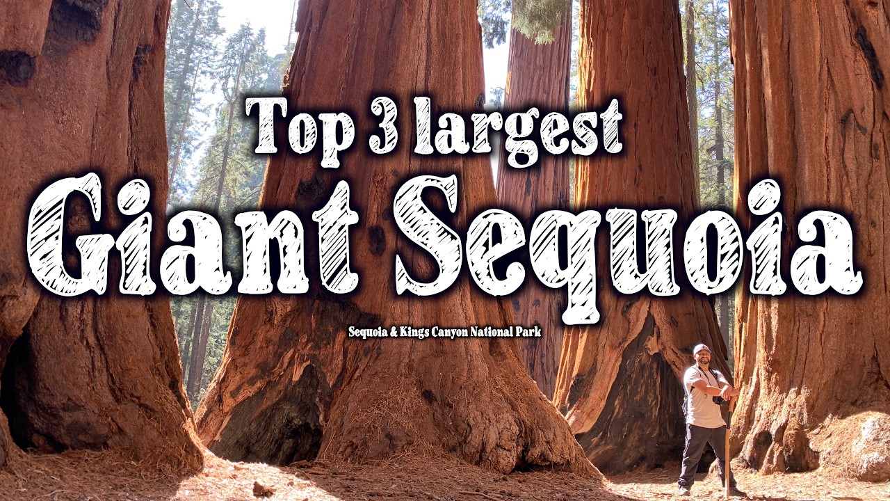 The Top 3 largest Giant Sequoia trees in Sequoia & Kings Canyon National Parks | 4K