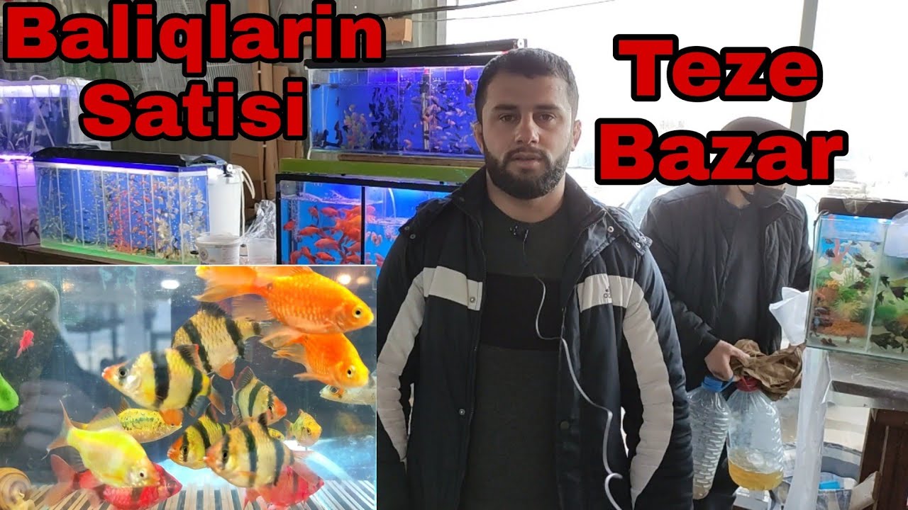 Baliqlarin Satisi Teze Bazar 30.01.2022 #elixezer #baliq #baliqchi