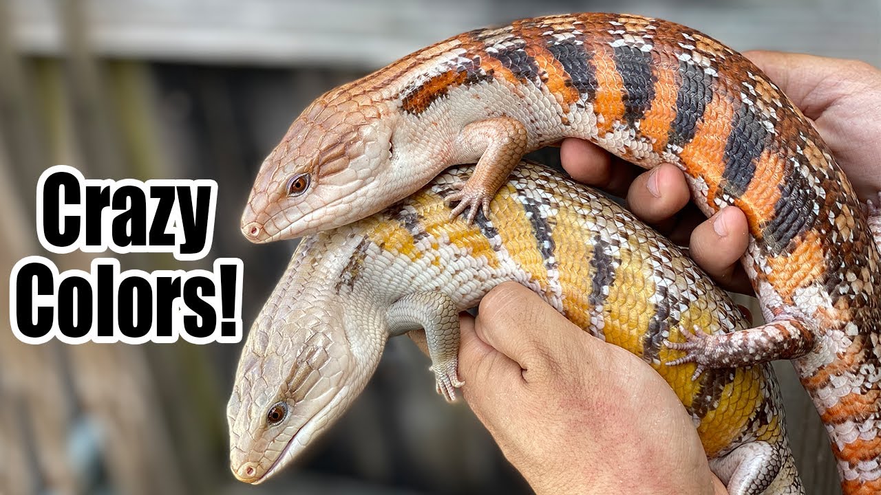 Northern Blue Tongue Skink Morphs!