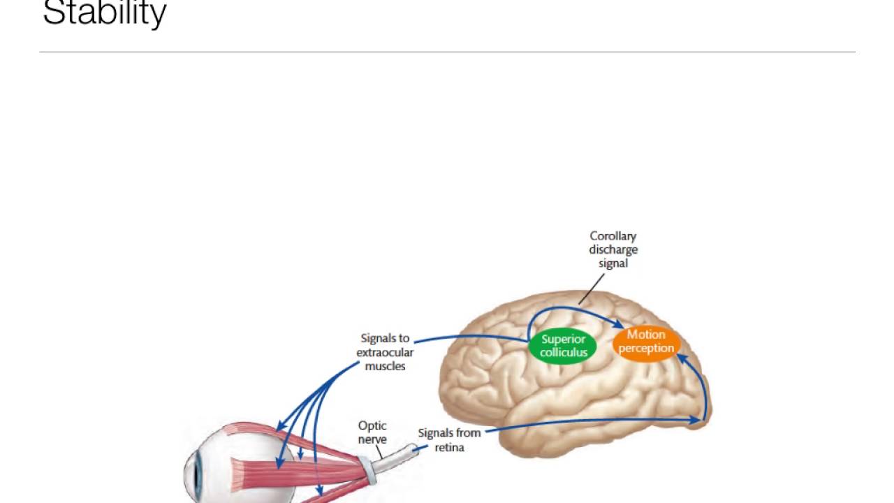 Perception: 7.3 Eye Movement and Perception of Stability and Motion